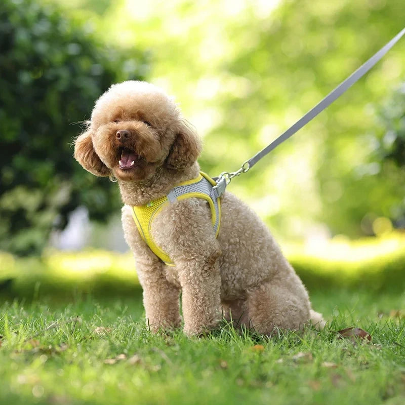 Adjustable Small Dog Harness Set