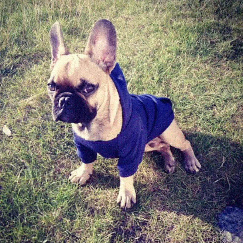 Solid Cotton Dog Hoodie